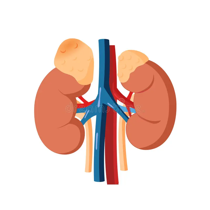 Adrenal Tumors